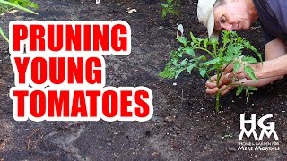 How to Prune Young Tomato Plants [upl. by Novyak]