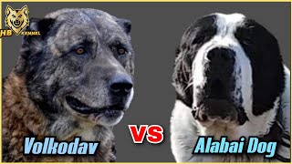 Caucasian Volkodav versus Alabai Dog  Which One is the Strongest [upl. by Coopersmith]