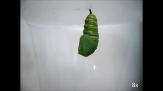 Timelapse of monarch butterfly pupation [upl. by Phox343]