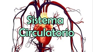 El Sistema Circulatorio [upl. by Naga342]