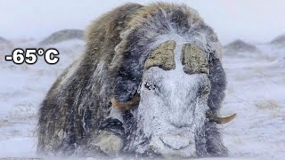 Titan Of The Arctic Musk Ox An Incredible Fight for the Life of Musk Oxen [upl. by Nnylkcaj]