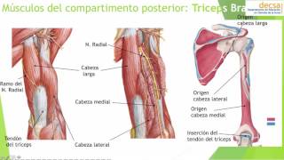 Brazo y Codo  Anatomía [upl. by Slater]