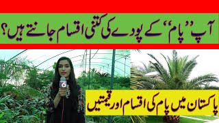 How to Grow variety of Palm Trees In Pakistan  All Types of Palm Trees  Palm Care amp Price [upl. by Gunn]