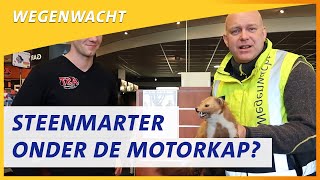 Zo voorkom je een steenmarter onder je motorkap  Wegenwacht vlog 121 [upl. by Cagle]