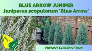 BLUE ARROW JUNIPER  Juniperus scopulorum Blue Arrow [upl. by Ramal]