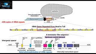 Biogenesis of Ribosomes in Eukaryotes [upl. by Atsejam]