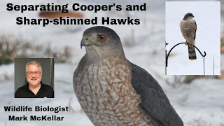 Separating Coopers and Sharpshinned Hawks [upl. by Bradstreet344]