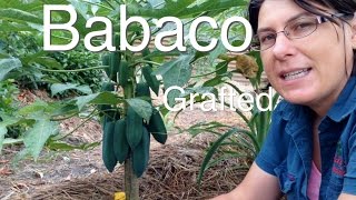 Grafted Babaco Tree  Better in cold Climates in Australia [upl. by Mell449]