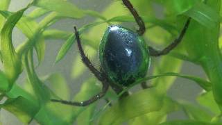 Argyroneta aquatica  The amazing water spider [upl. by Bena985]