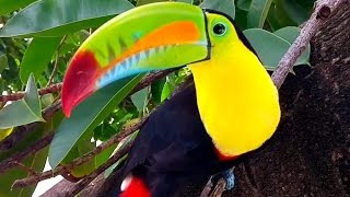 Tucan [upl. by Hertz]