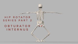 Hip Rotator Series 2 Obturator Internus 3D Animation [upl. by Aicena]