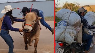 PREPARATIVOS PARA A CAVALGADA VEJAM O QUE ACONTECEU😨🐮 [upl. by Kobe]