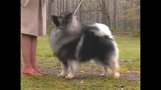 Keeshond  Wolfspitz  AKC dog breed series [upl. by Sackman]