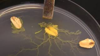 Physarum polycephalum Subculturing on clean agar [upl. by Mehetabel]