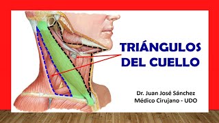 🥇 TRIÁNGULOS DEL CUELLO Fácil Rápido y Sencillo [upl. by Wagstaff]