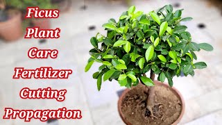 Ficus plant care tips amp cutting propagation Panda ficus shampysgarden [upl. by Nuy]