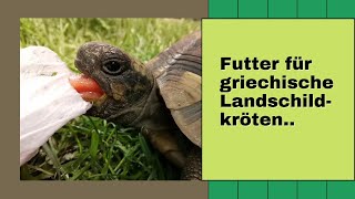 Futter für griechische Landschildkröten [upl. by Ettenoj445]