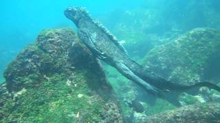 Buceo con iguanas marinas [upl. by Eel214]