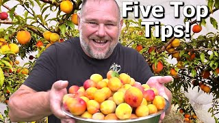 5 TIPS How to Grow a TON of Plums on ONE Small Tree [upl. by Llemij772]