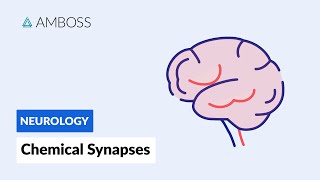 Chemical Synapses Neuronal Signal Transmission [upl. by Ashti986]