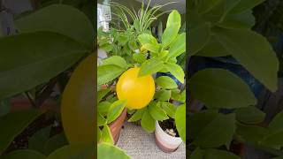 My Meyer Lemon is thriving indoors lemon indoorplants gardening garden nature shorts fyp [upl. by Osrick]