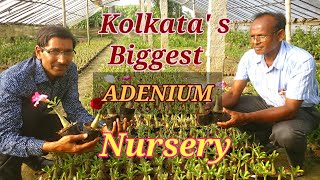 An Excellent Adenium Nursery Near Kolkata [upl. by Susy]