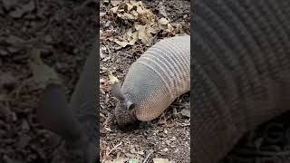 Ninebanded armadilloAnimalview animals viralvideo [upl. by Olia]