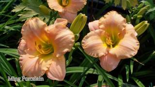 Taglilien  Hemerocallis HD [upl. by Mahgem]