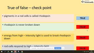 3612 Receptors Eye AQA A level Biology [upl. by Sydelle912]