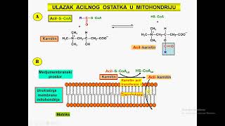 BETA OKSIDACIJA MASNIH KISELINA [upl. by Oicneserc]