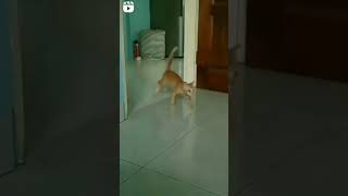 CAT amp FURIOUS 😼 viral video viralvideo short shortvideo sortvideos shorts cat subscribe [upl. by Augustus645]