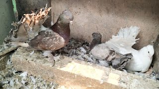 Unique Color Fantails From Cross Breeding  Fantail Pigeons Breeding [upl. by Galvan]