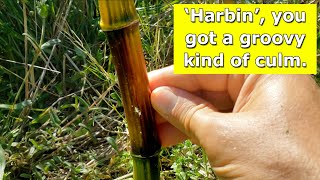 Phyllostachys aureosulcata Harbin  New Shoots Looking Groovy [upl. by Lledor992]