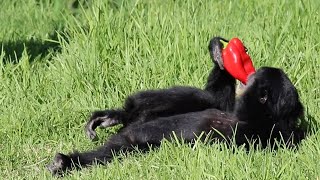 Siamang Eats Capsicum on the Grass at Taronga Western Plains Zoo [upl. by Chapin]