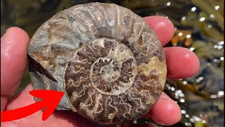 10 Fossil Hunting Mistakes [upl. by Lynch110]