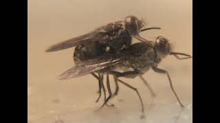 Tsetse flies mating behavior Glossina fuscipes [upl. by Ramedlav]