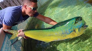 JAWS VS MahiMahi Pond Battle In Aquarium [upl. by Nelaf]