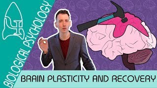 Brain Plasticity and Functional Recovery  Biological Psychology AQA ALevel [upl. by Yevreh842]