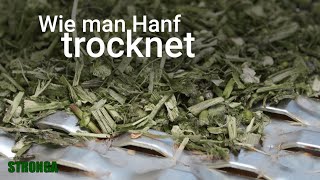 Hanf ernten trocknen amp extrahieren  Hanf Trocknen mit Stronga [upl. by Loveridge119]