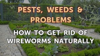 How to Get Rid of Wireworms Naturally [upl. by Llywellyn]