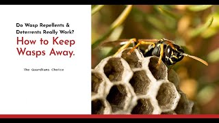 10 Ways to Keep Wasps Away From You and Your House  The Guardians Choice [upl. by Ettelracs]