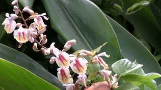 種子島の海岸付近で夏に花を咲かせるクマタケラン 熊竹蘭 Alpinia formosana [upl. by Aviv]