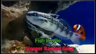 Fish Profile Sleeper Banded Goby [upl. by Airrat]