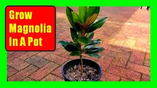 How To Grow Magnolia Trees In Pots Magnolia Care Tips [upl. by Nelluc]