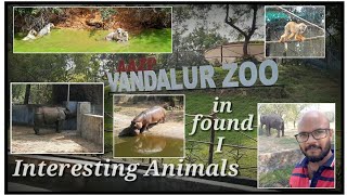 Vandalur Zoo  Interesting Animals  Deva KS [upl. by Freytag]