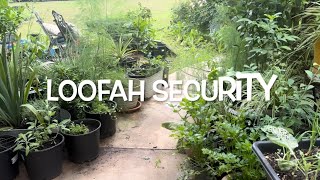 PLANT LOOFAH FOR PRIVACY Protection amp SHADE gardening urbangardening homesteading ￼ [upl. by Kerwon]