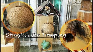 HOW TO TRAP STiNGLESS BEE BASiC TECHNIQUE [upl. by Mazel]