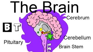 Learn about the Brain  school science for kids [upl. by Yblehs]