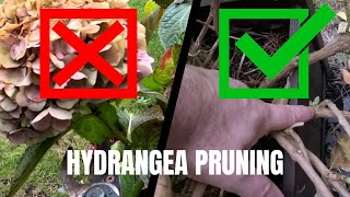 4 Minute Guide to Pruning Hydrangea Macrophylla [upl. by Atikel]