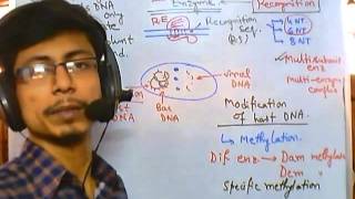 DNA methylation [upl. by Kezer]